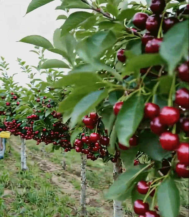 Honeycam 2025-07-10 14-06-37.gif