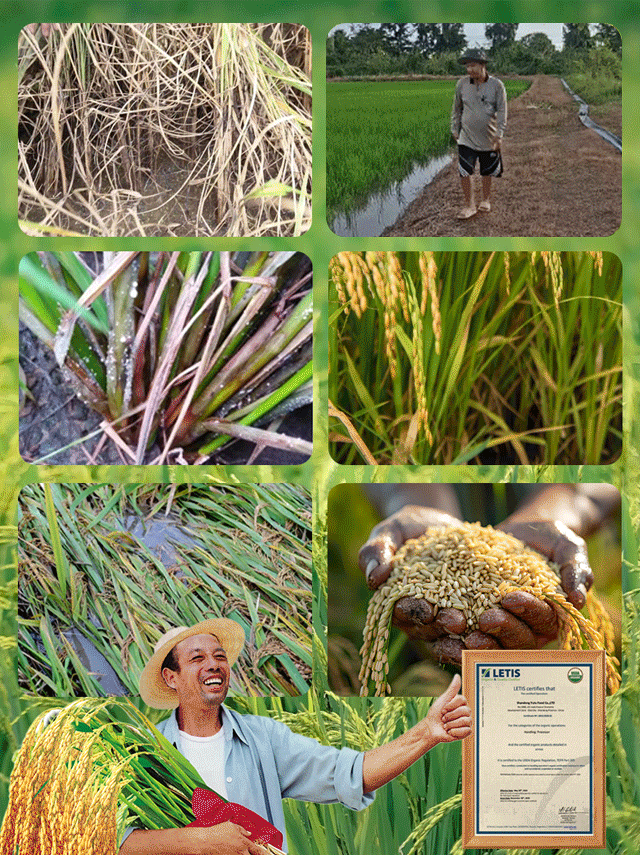 ใบไม้เหลืองกลับเขียว รักษาใบไม้เขียวด้วยการเติมปุ๋ยแมกนีเซียมอย่างรวดเร็ว