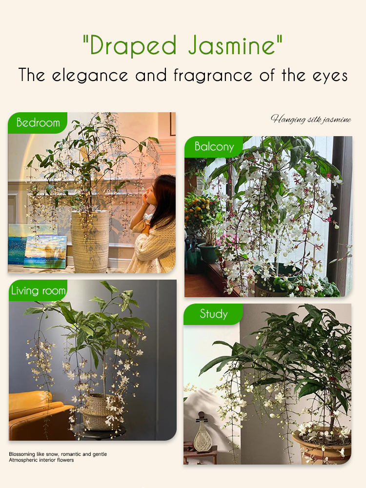 Weeping Jasmine Seeds