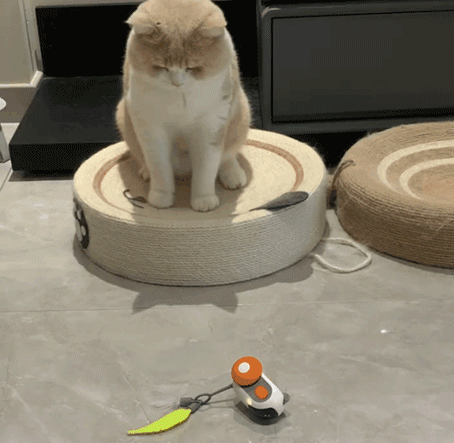 Elektrisches Haustierauto als perfektes Geschenk für Kinder