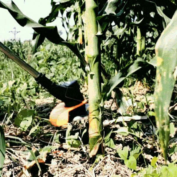 image_18-1.gif